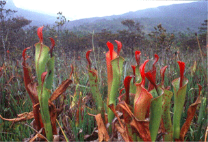 Heliamphora neblinae